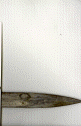 wpe55234.gif (250343 bytes)